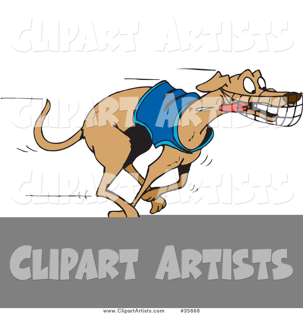 Energetic and Fast Greyhound Dog in a Shirt, Running with His Tongue Hanging out During a Race
