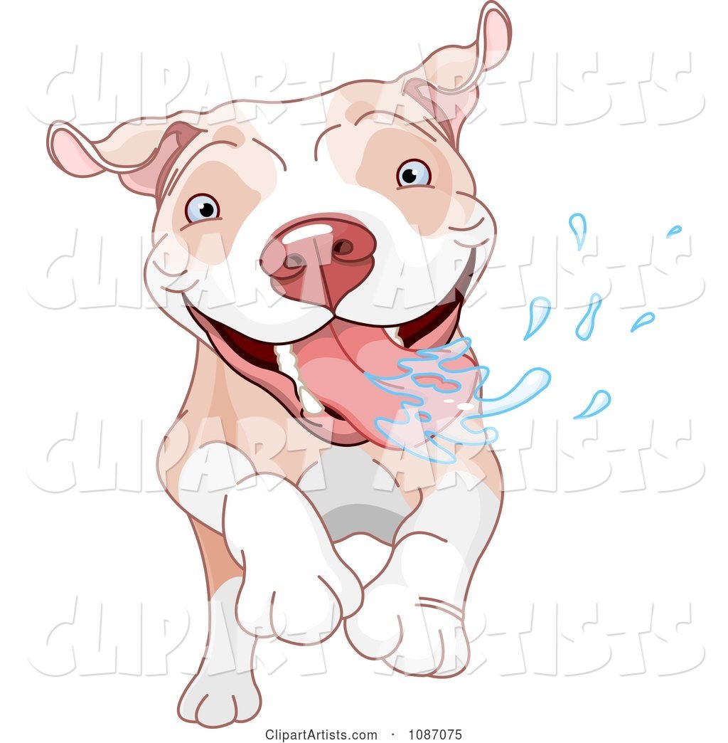 Excited Pit Bull Dog Running and Drooling