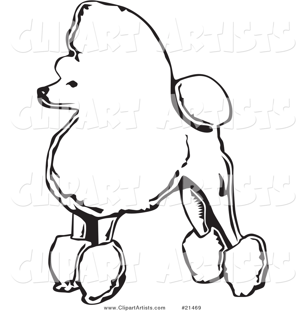 Fancy Toy Poodle Dog Standing in Profile, Facing Left, on a White Background