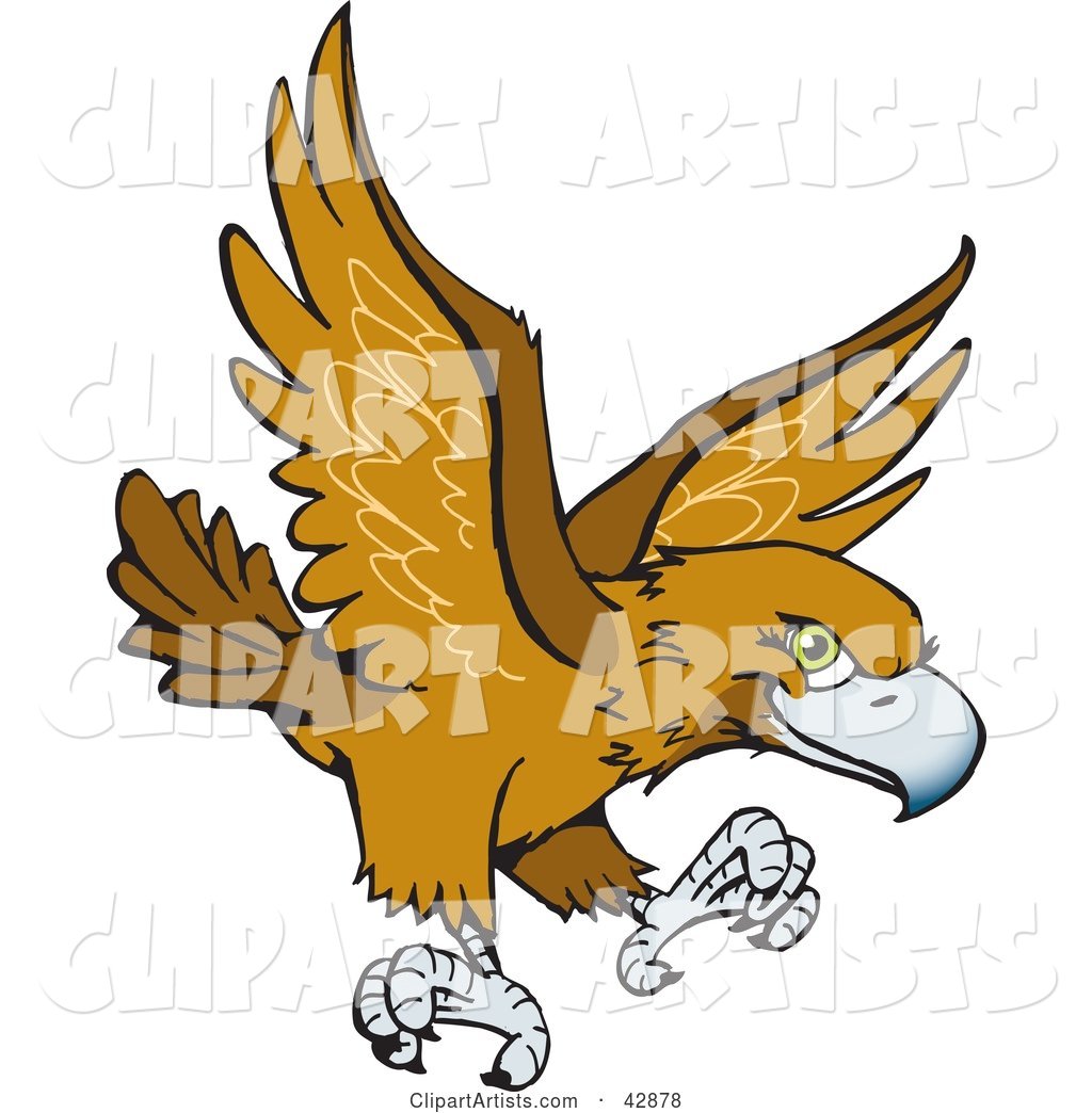 Flying Wedge Tailed Eagle (Aquila Audax)