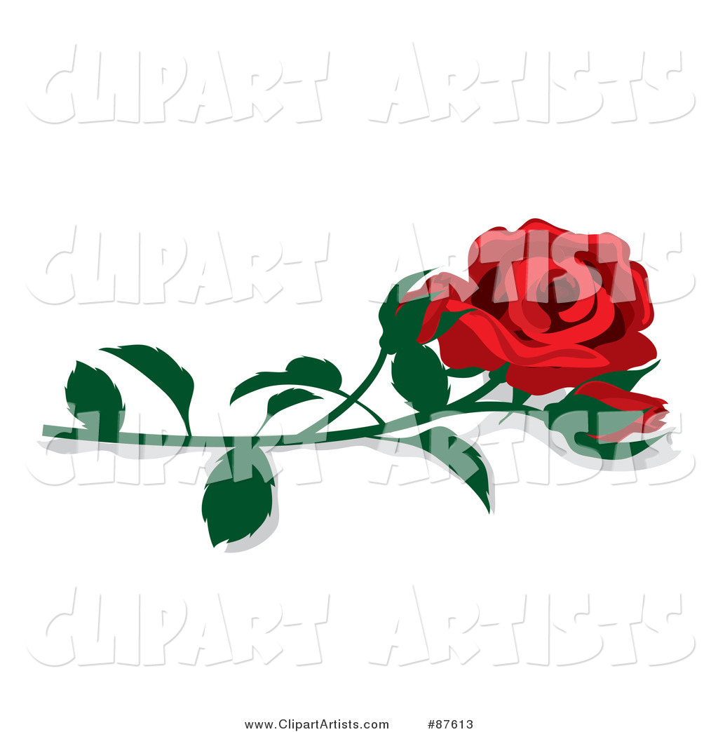 Fully Bloomed Single Red Rose and Bud with a Stem
