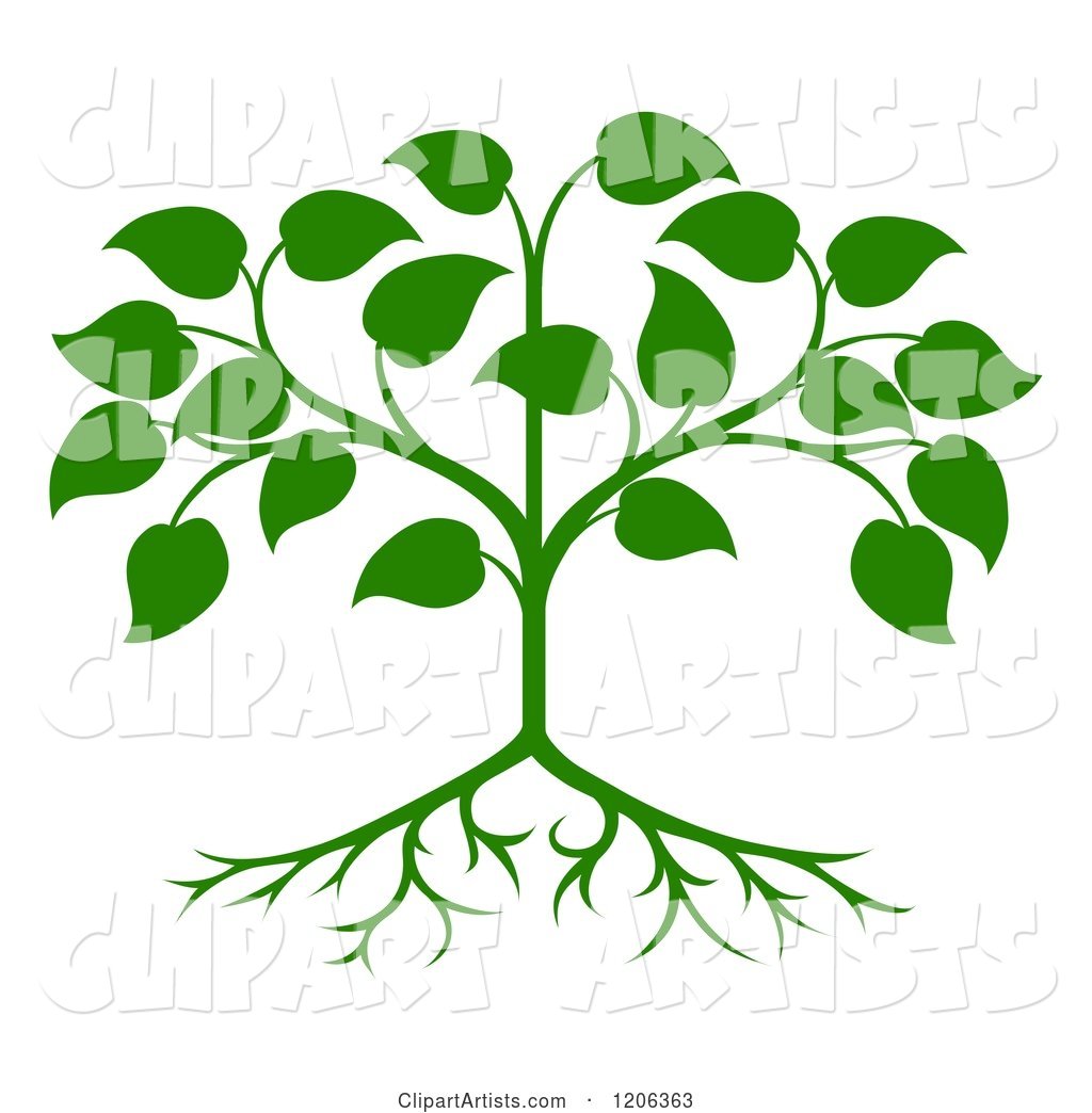 Green Seedling Tree with Leaves and Roots