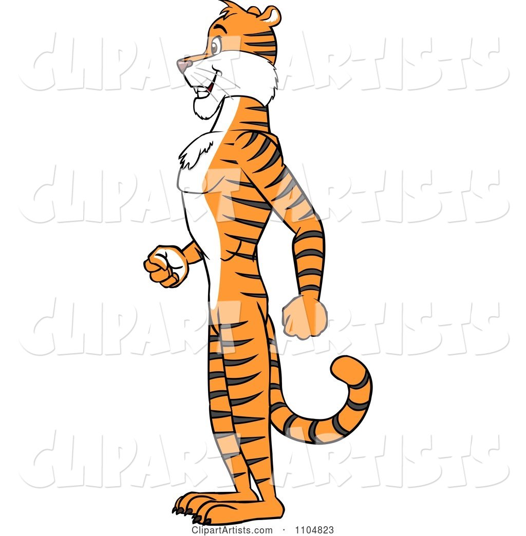 Happy Tiger in Profile Standing Upright