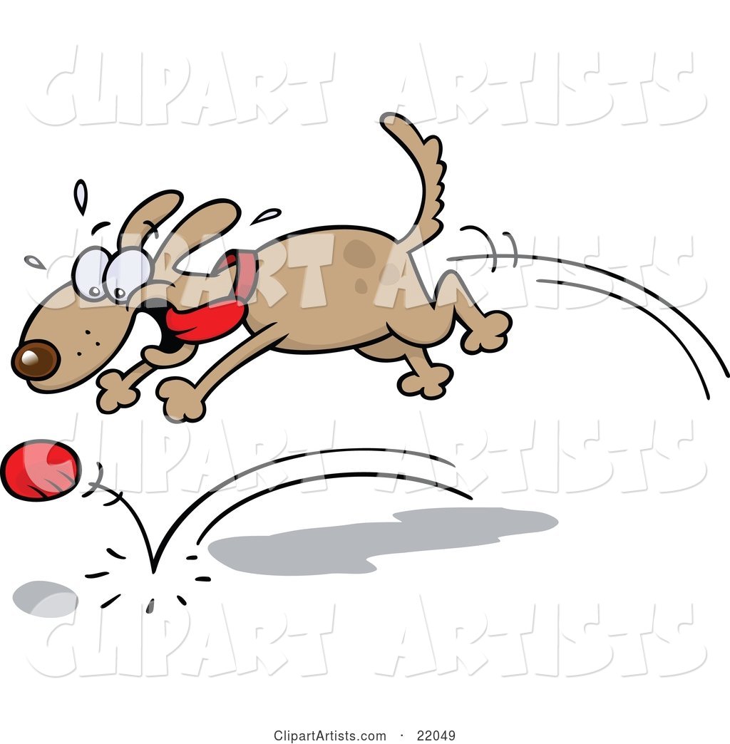 High Strung Brown Dog with His Tongue Flying in the Breeze, Chasing After a Bouncing Ball