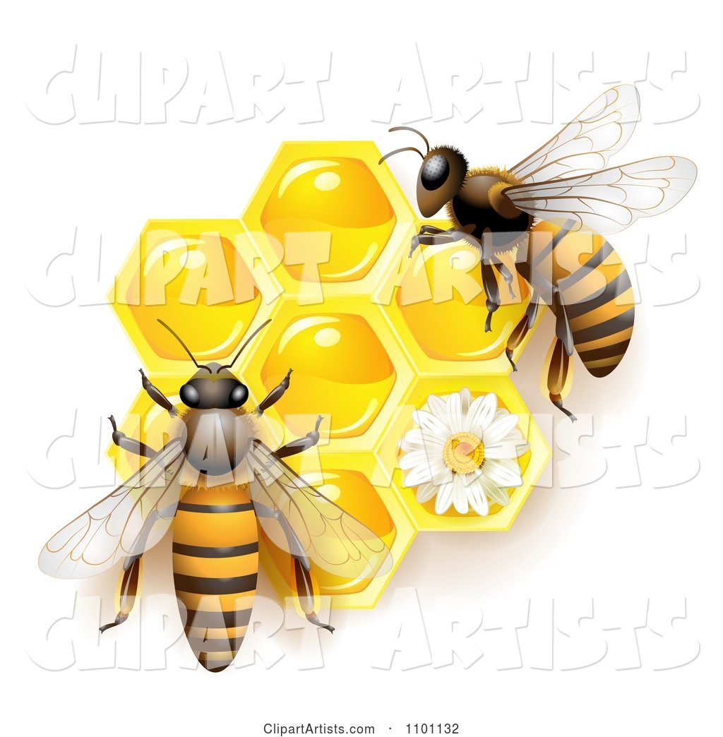 Honey Bees over Honeycombs with a Daisy