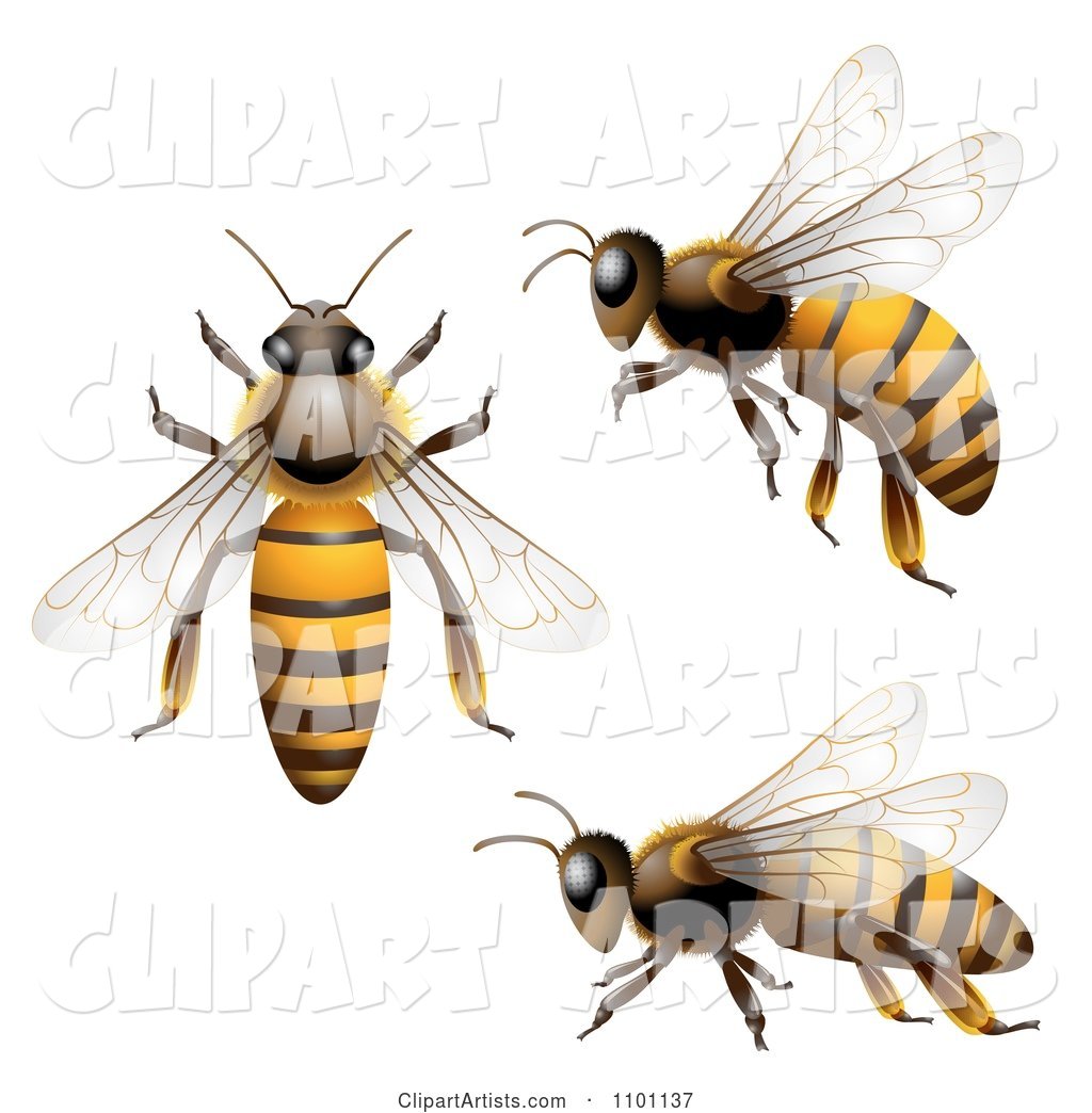 Honey Bees Shown from Above the Side and in Flight