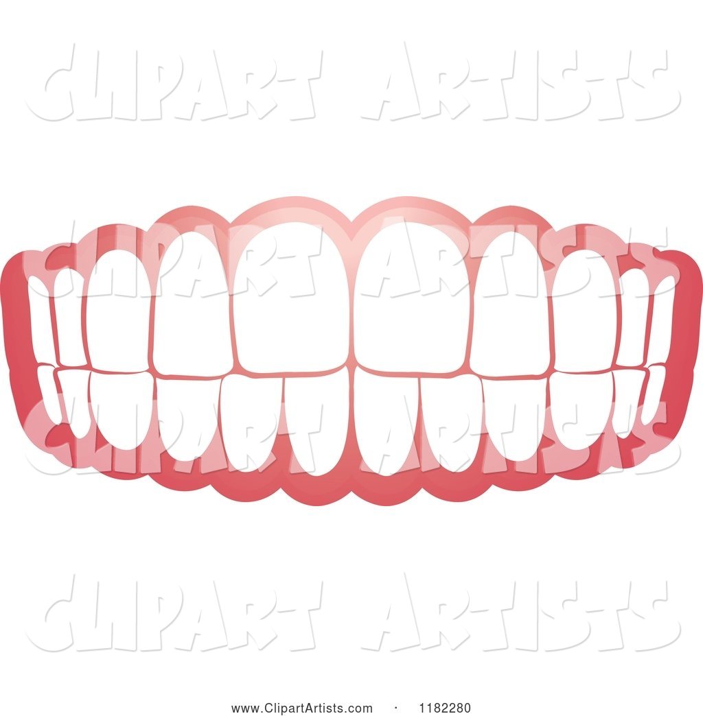 Human Teeth and Gums