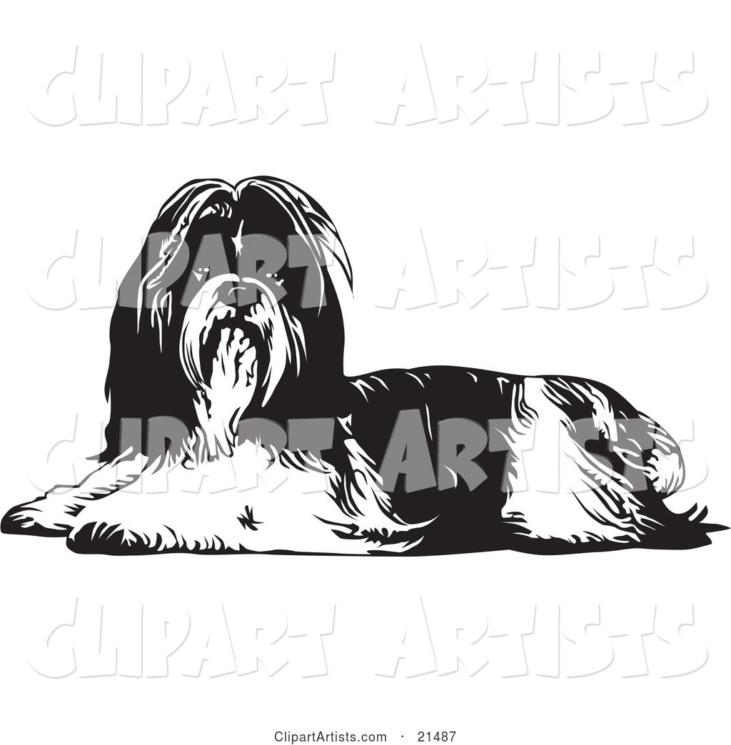 Long Haired Shih Tzu Dog Lying down and Looking at the Viewer, on a White Background