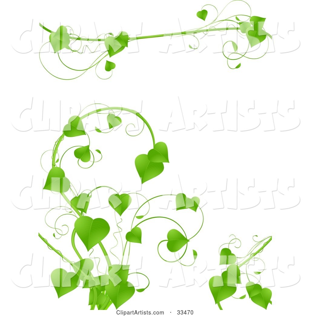 Lush Green Vine with Heart Shaped Leaves Growing on a White Background