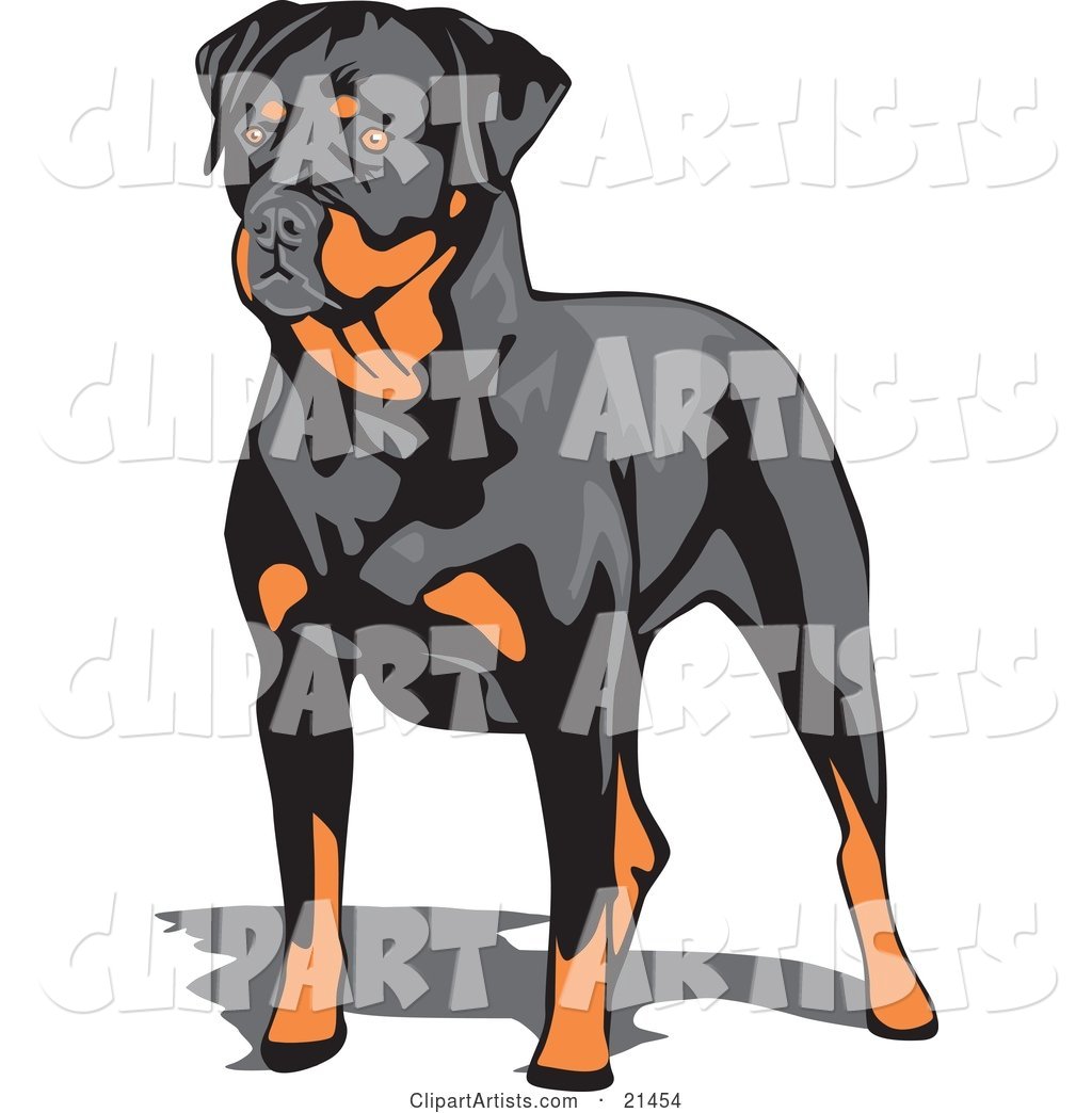Muscular Brown and Black Rottweiler Dog Standing and Looking to the Left