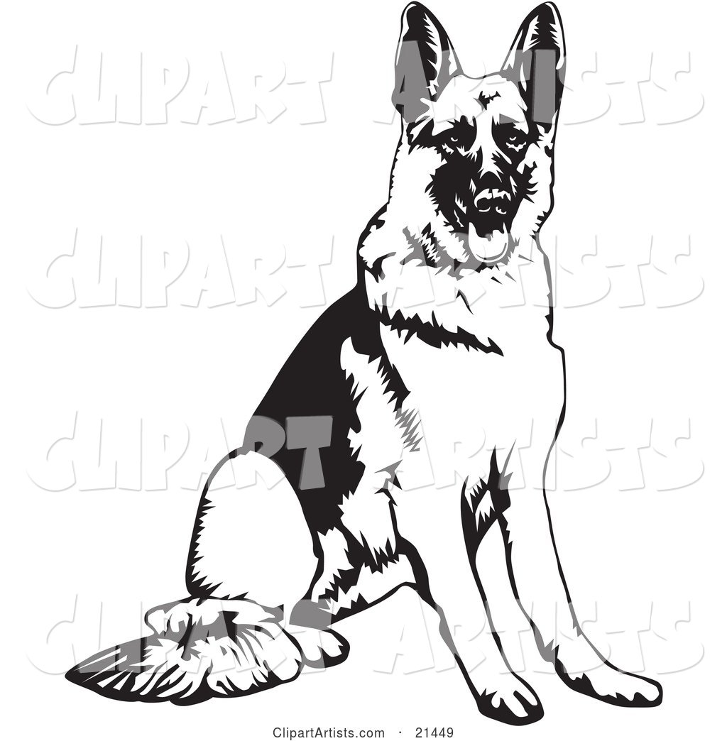 Obedient German Shepherd Dog Seated and Waiting for a Command