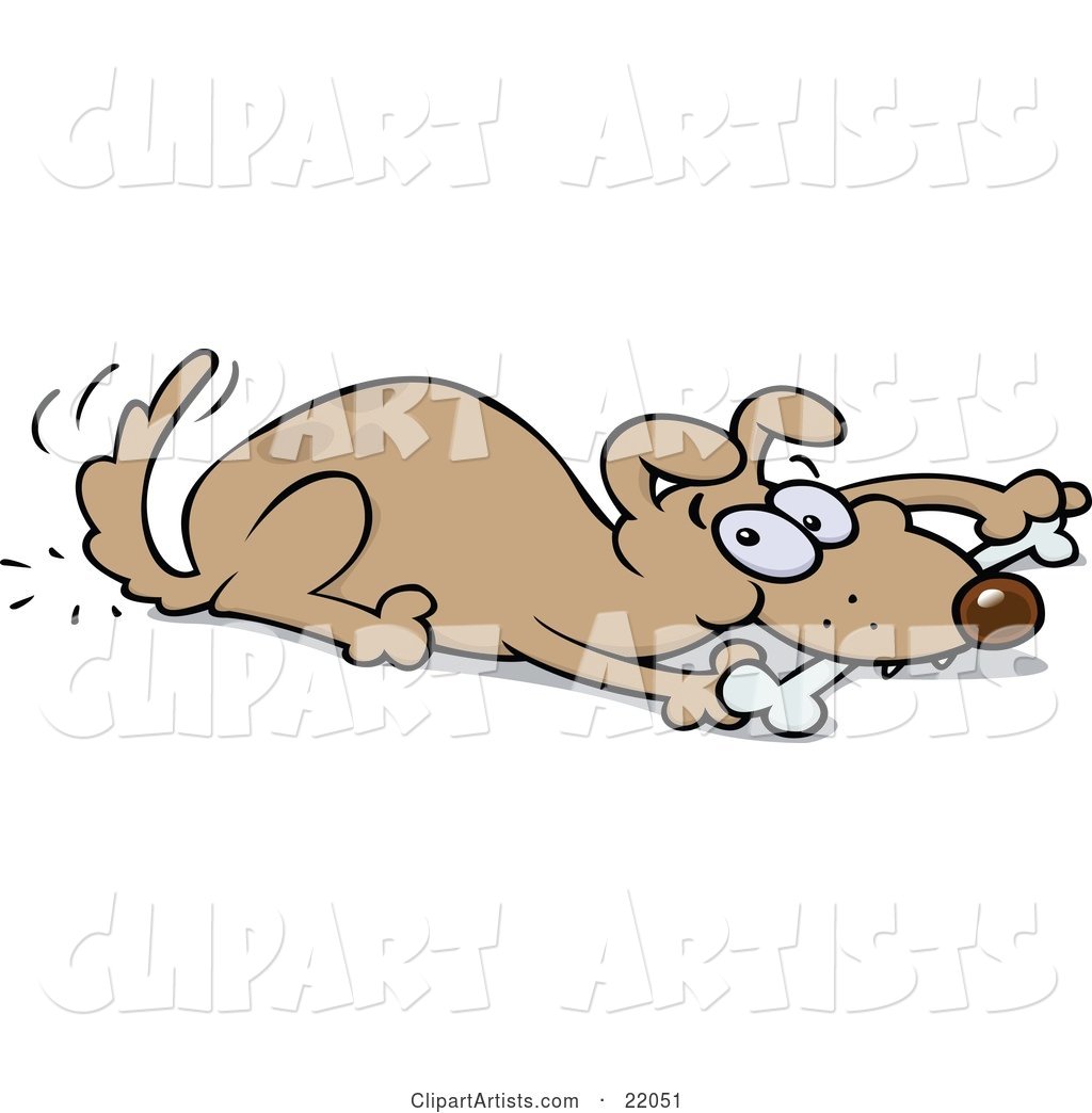 Playful Brown Dog Wagging His Tail and Chewing on a Bone While Laying down