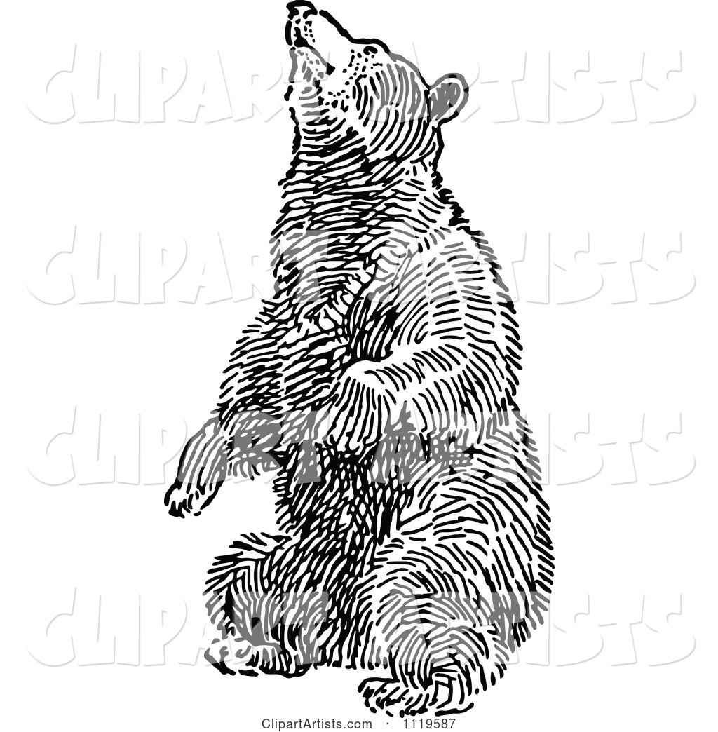 Retro Vintage Black and White Bear Balancing on Its Hind Legs
