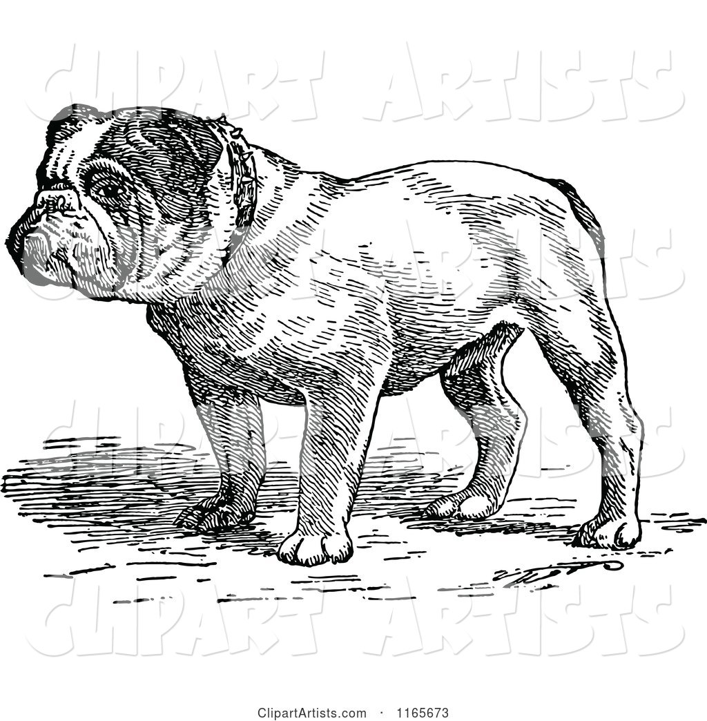 Retro Vintage Black and White English Bulldog