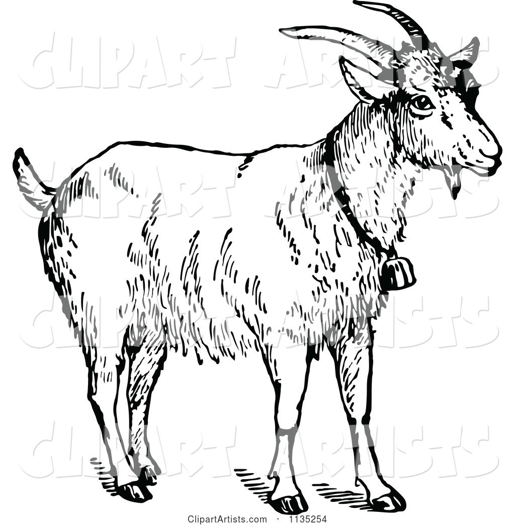Retro Vintage Black and White Goat Wearing a Bell