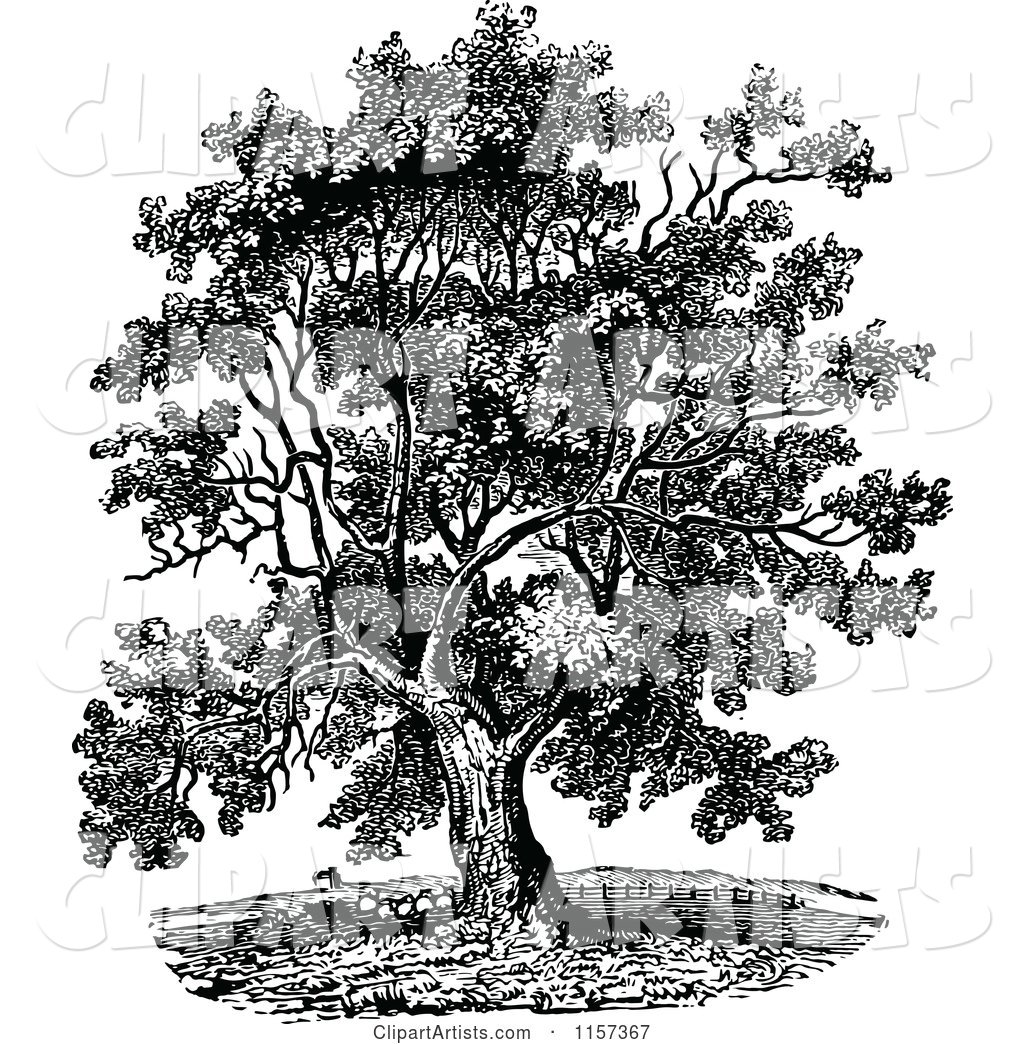 Retro Vintage Black and White Mature Black Walnut Tree
