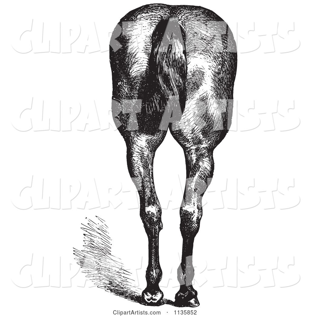 Retro Vintage Engraved Horse Anatomy of Good Hind Quarters in Black and White 2