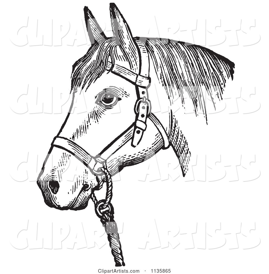 Retro Vintage Horse with Good Form for a Halter of in Black and White