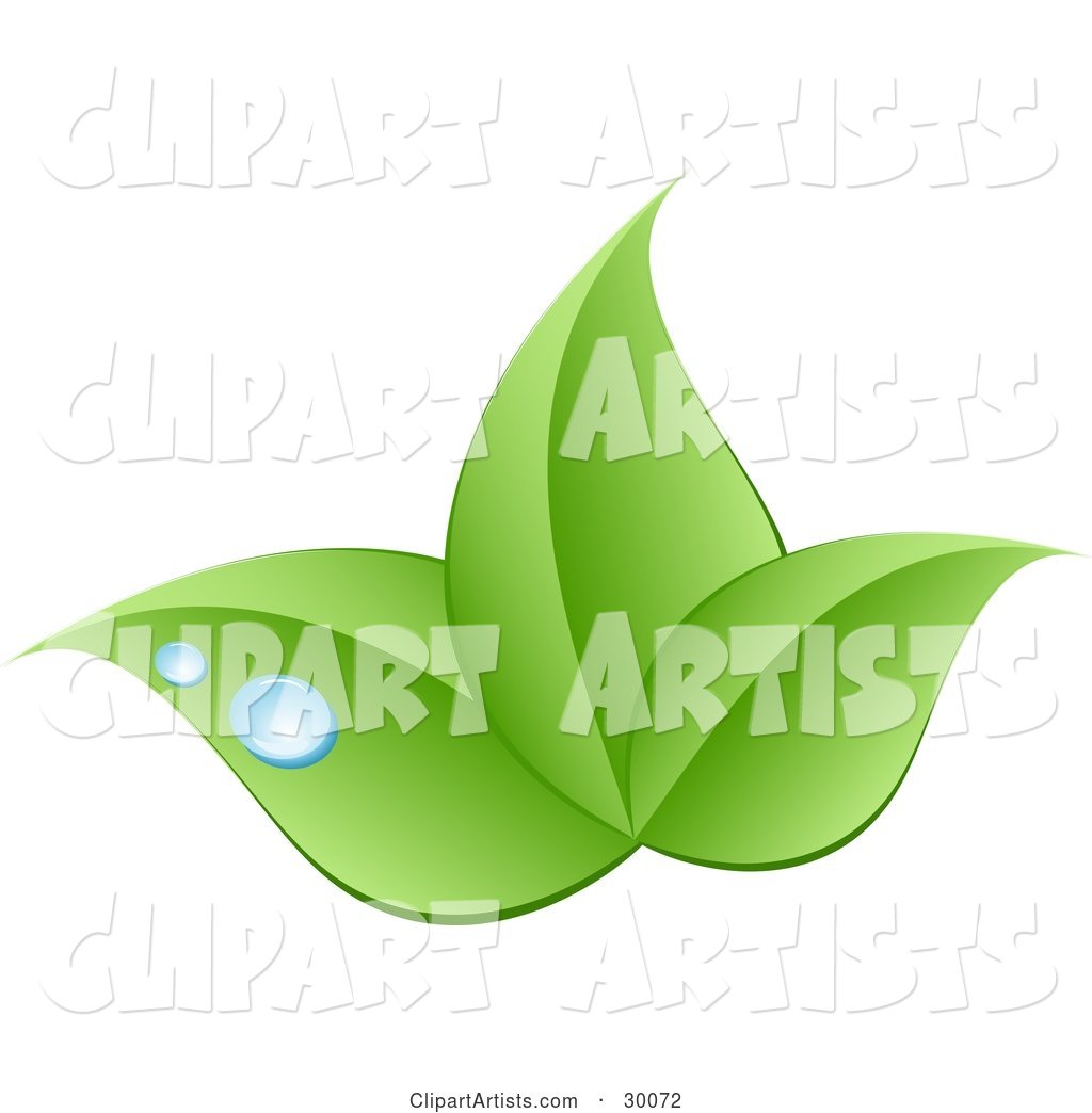 Stock Logo of Three Green Leaves and Blue Drops of Dew Above a Space for a Company Name and Information