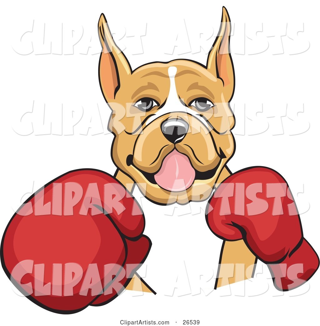 Tan and White Boxer Dog with Cropped Ears, Fighting with Red Boxing Gloves