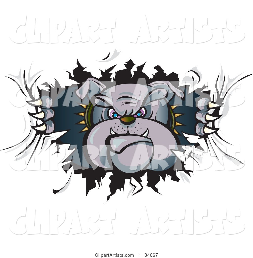 Tough Bulldog in a Spiked Collar, Tearing a Hole Through a Wall or Paper and Looking Through