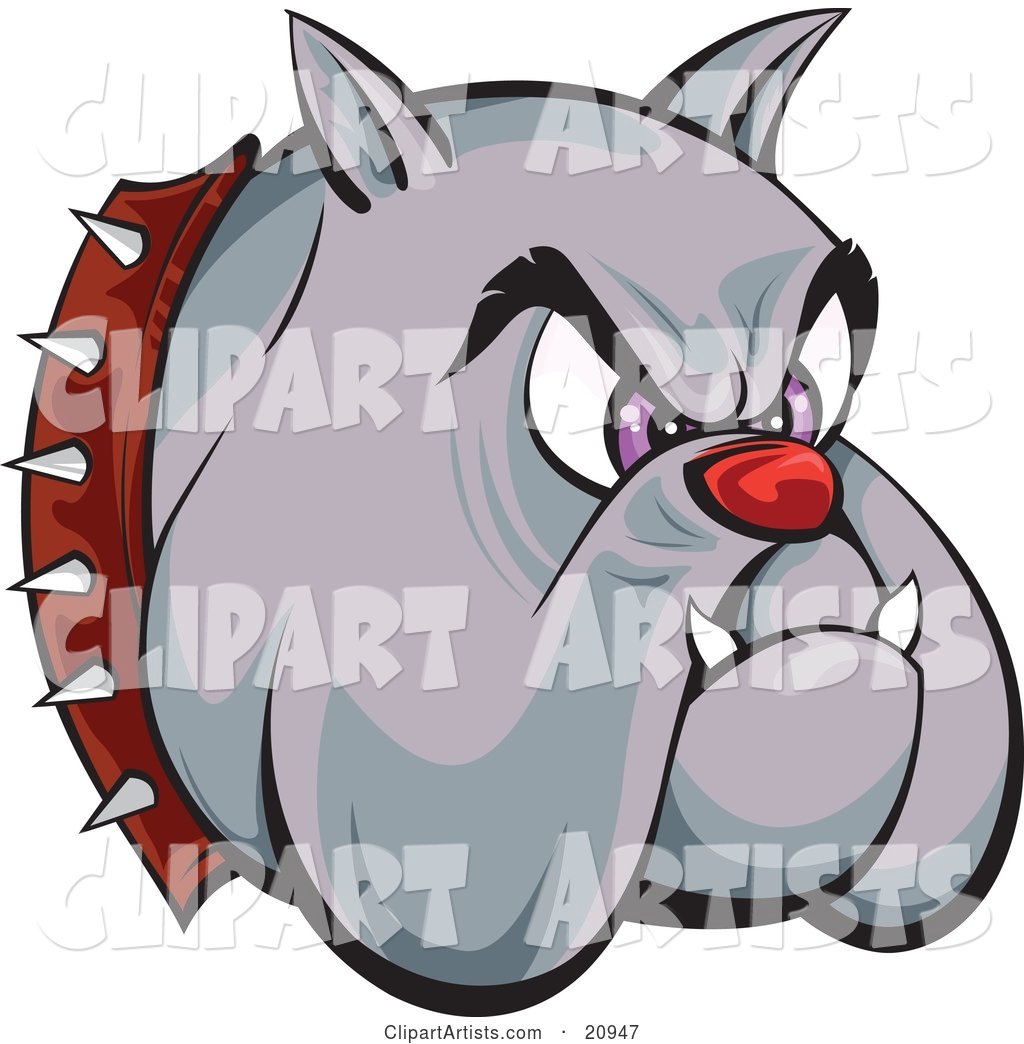 Tough Bulldogs Head with a Red Nose, Purple Eyes, Fangs and a Spiked Collar, over a White Background
