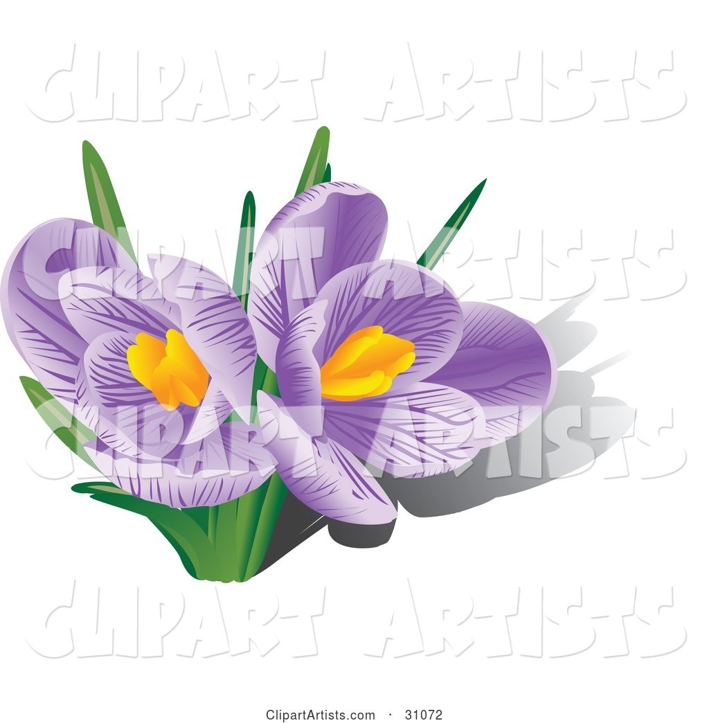 Two Blooming Purple Crocus Flowers with Orange Stamens