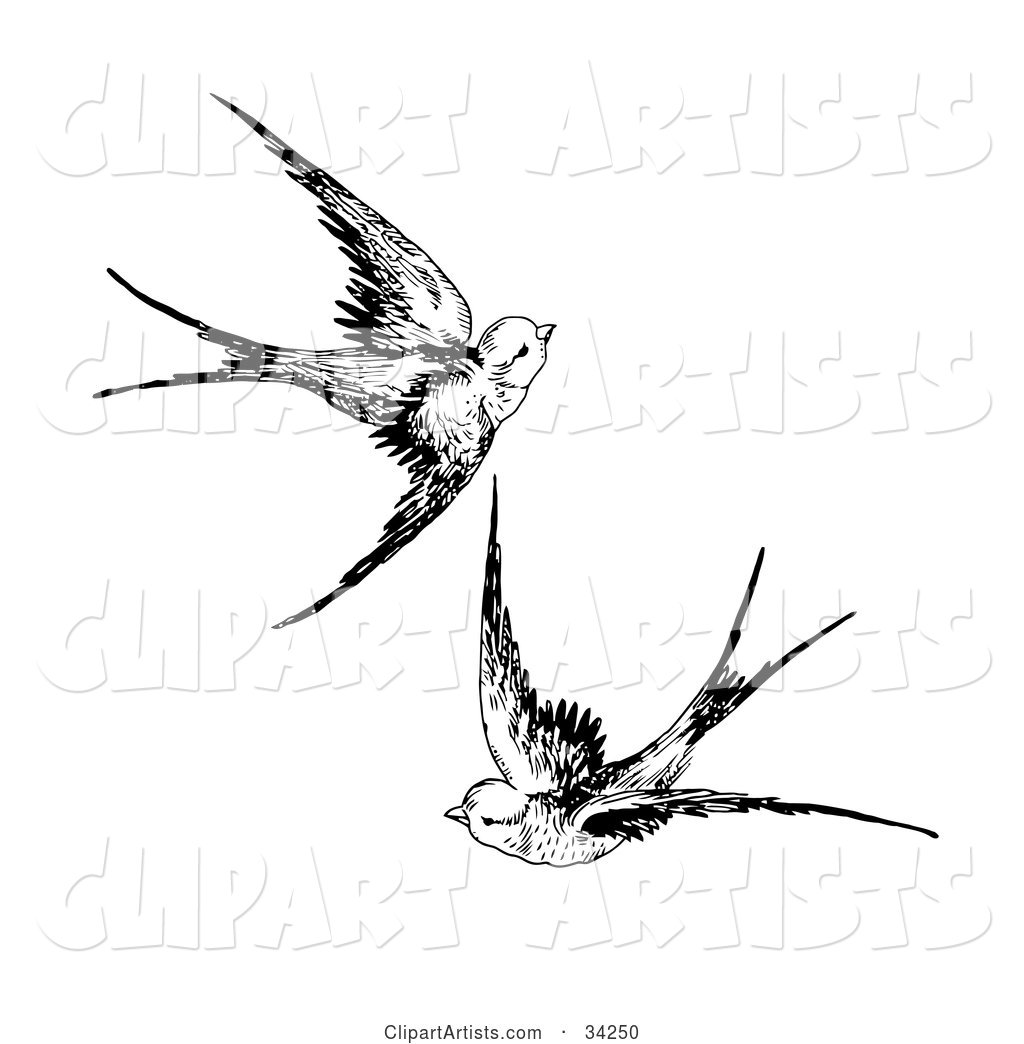 Two Swallows Flying Together