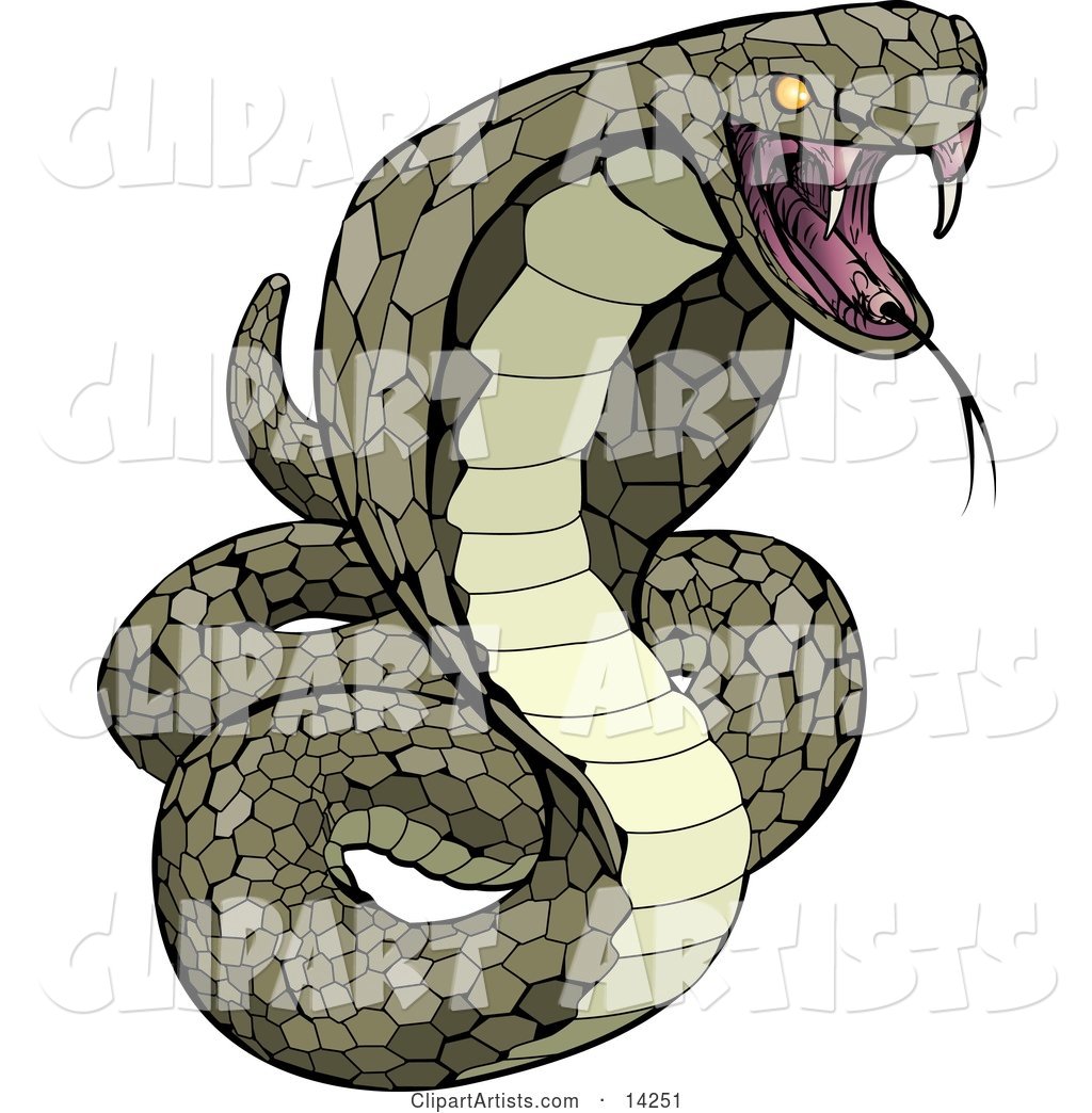 Vemomous and Defensive Green Cobra Snake Preparing to Attack