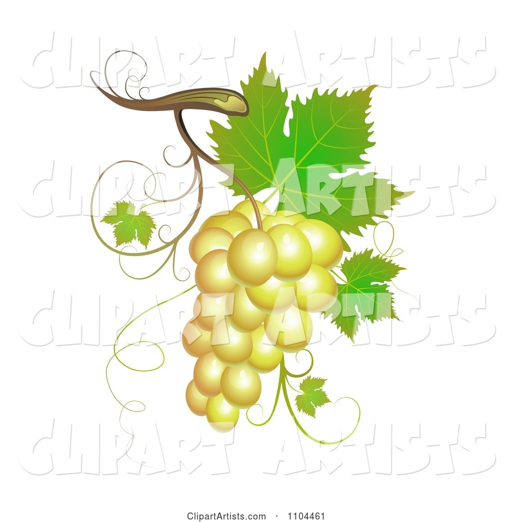 White Winery Grapes with Leaves and Tendrils