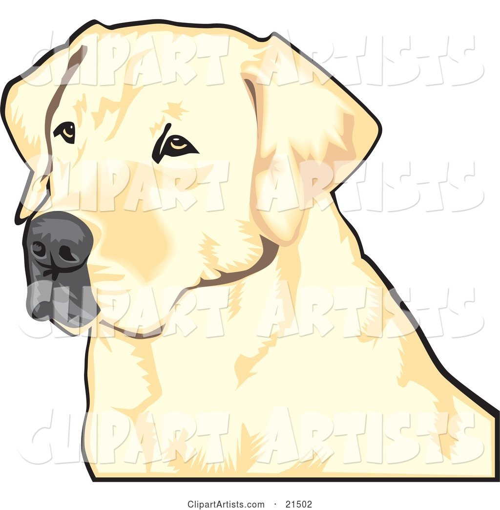 Yellow Labrador Retriever Dog with a Black Nose, Waiting Patiently and Looking off to the Left While Hunting
