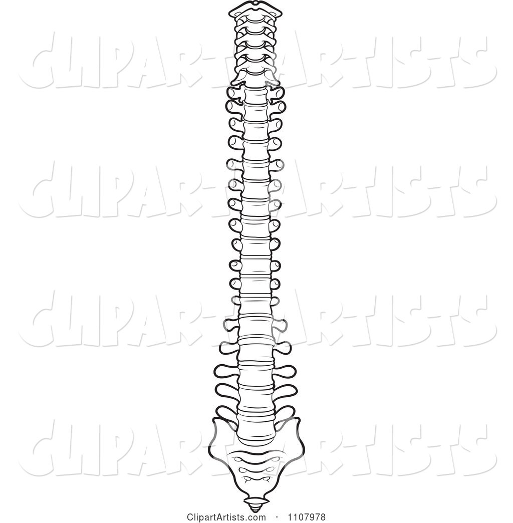 free clip art human spine - photo #19
