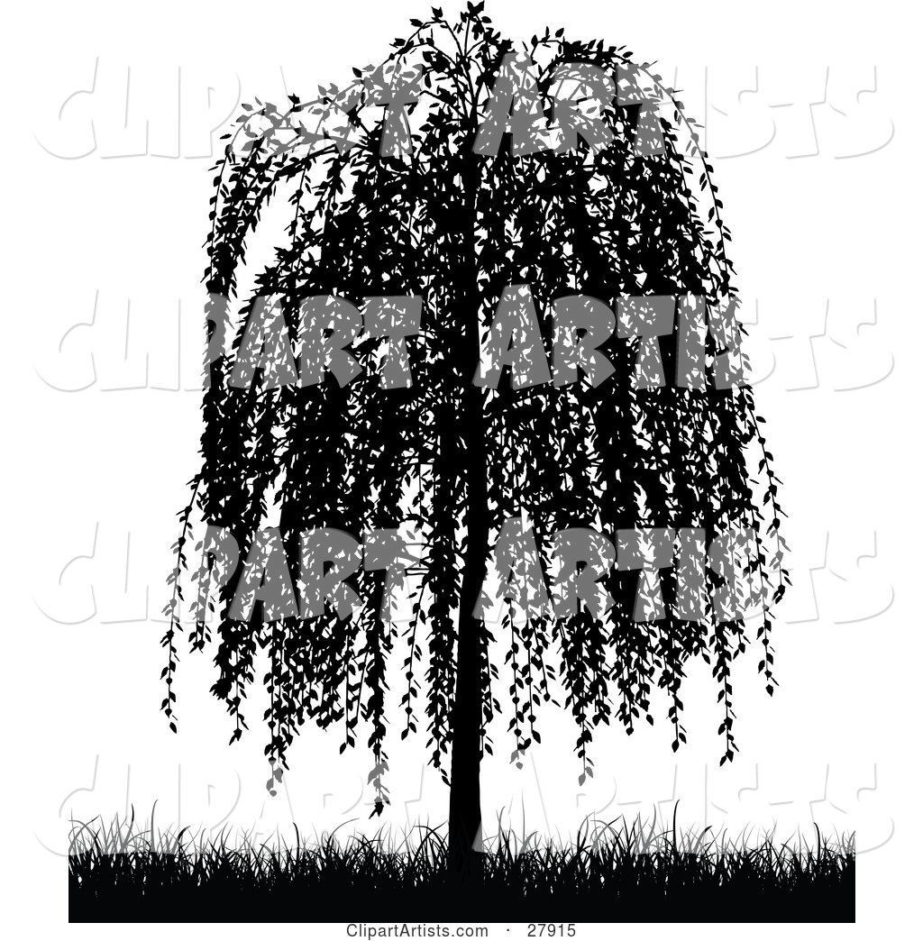 27915 Black Silhouetted Weeping Willow Tree And Grasses Over White
