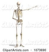 Human Male Skeleton Pointing