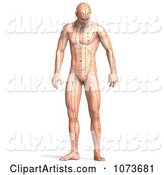 Male Acupressure Acupuncture Chart Body 4