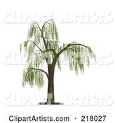 Weeping Willow Tree with Green Foliage