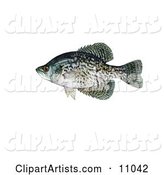 A Black Crappie Fish (Pomoxis Nigromaculatus)