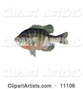 A Bluegill Fish (Lepomis Macrochirus)