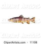 A Brown Trout Fish (Salmo Trutta)