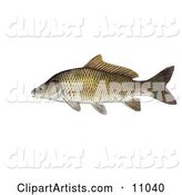 A Common Carp or European Carp Fish (Cyprinus Carpio)