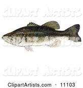 A Largemouth Bass Fish (Micropterus Salmoides)