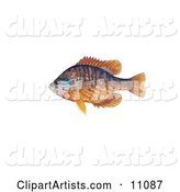A Pumpkinseed Fish (Lepomis Gibbosus)