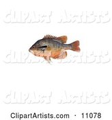 A Redbreast Sunfish (Lepomis Auritus)