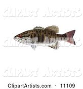 A Smallmouth Bass Fish (Micropterus Dolomieu)
