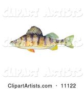 A Yellow Perch Fish (Perca Flavescens)