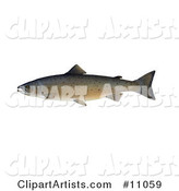 An Atlantic Salmon (Salmo Salar)