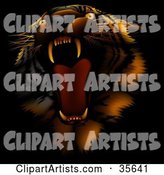 Bad Tempered Tiger Roaring, on a Dark Background with Red Lighting
