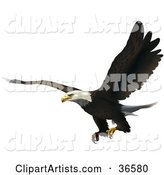 Bald Eagle Flying with His Talons Ready to Grab Prey