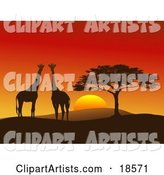 Giraffe Pair Silhouetted on a Hilly African Landscape near a Tree in Front of a Big Red Sunset on the Serengeti, Horizontal Composition