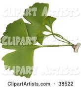 Green Ginkgo Biloba Leaves